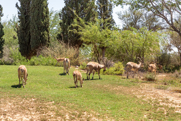 Naklejka na ściany i meble Nubian ibex - Capra Nubiana - graze in an oasis in the Judean Desert in southern Israel