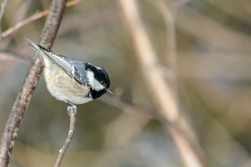 Obraz na płótnie Canvas Forest birds live near the feeders in winter