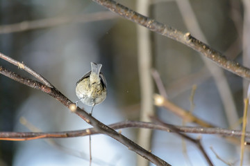 Forest birds live near the feeders in winter
