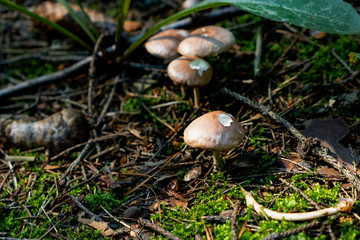 Placer of many fairytale magic rustic mushroom with a brown hat in the forest in the grass, fungus, aspen, hard light and shadows 