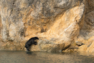An unsual sight - a Black bear (Ursus americanus) climbing out of the ocean onto a rocky cliff in Alaska on an unusually hot day.