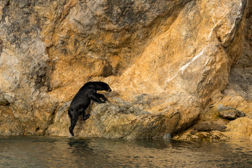 An unsual sight - a Black bear (Ursus americanus) climbing out of the ocean onto a rocky cliff in Alaska on an unusually hot day.