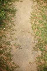 Ground path with grass around. Top view.