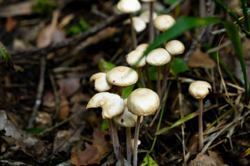 placer of many rustic porcini mushrooms fungus in the forest in the grass,hard light and shadows 
