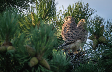 like brothers,common kestrels