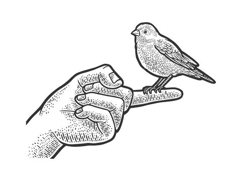 canary sitting on finger sketch raster