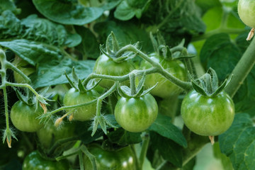 Kleine grüne Mini-Tomaten an einer Rispe im Garten