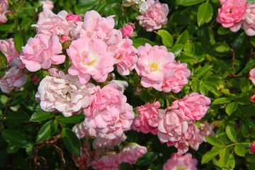 light pink and white small roses on a green bush in the garden