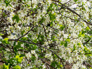 Pear tree branches with flowers.