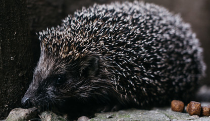 A small gray charming prickly hedgehog showed its sharp muzzle. Curious forest dweller in the light of day, hedgehog. A long-eared spiny rat, a predatory little wild animal.