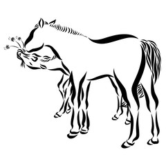 foal gives flowers to his mother, cute animals