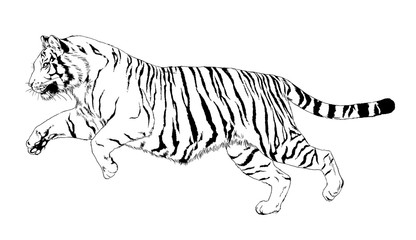 Fototapeta na wymiar big tiger painted ink from hands in full growth on a white background