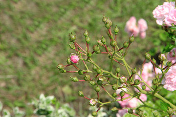 small rosebuds on a blooming rose bush in the garden