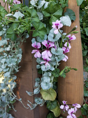 flowers on a wooden background