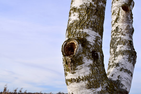 Buche mit Astloch