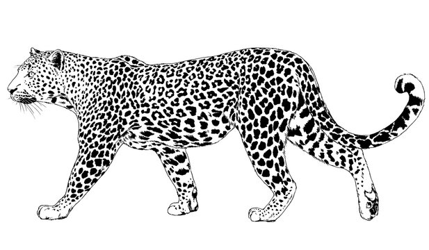 leopard drawing