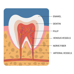 Vector illustration: Anatomy of a cross section of a tooth for medical education and dental care.