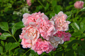 light pink and white roses in a green garden