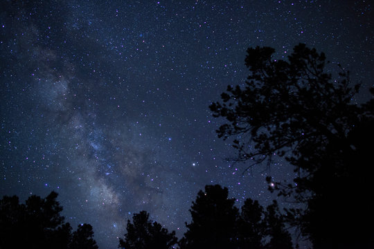 Milky Way stars above towering pine trees in the forest