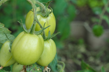Unripe green tomatoes growing on bush in the garden.