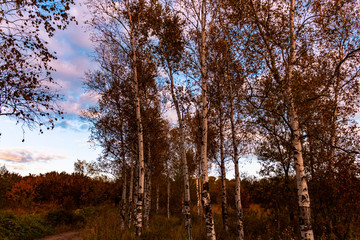A autumn birch grove among orange grass