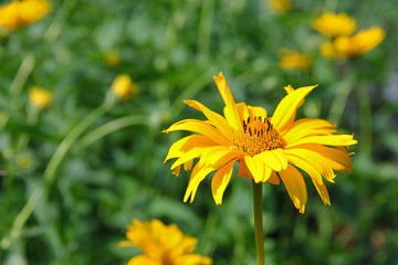 yellow dandelion flowers
