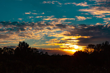 A autumn birch grove among orange grass