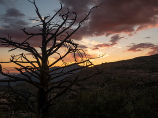 A barren weathered tree with sunset colors beyond