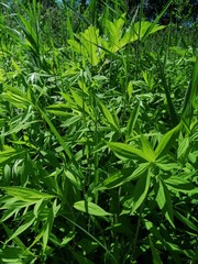 Field of grass,blue sky and sun.In the middle of summer