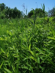 Field of grass,blue sky and sun.In the middle of summer