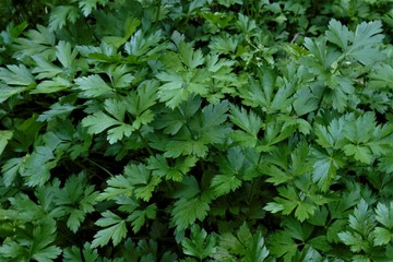 background of green parsley