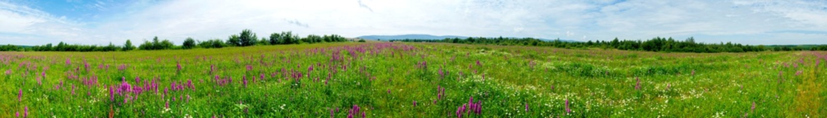 panorama of summer meadow with wild flowers