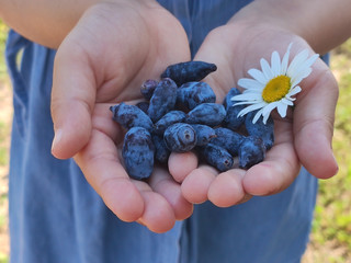Honeysuckle berries in the palms of a child