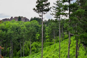A day in the forest