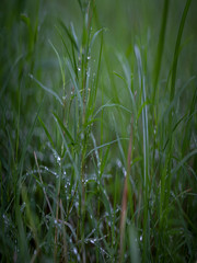 Green wet grass dipped  in dew in a lawn in the morning