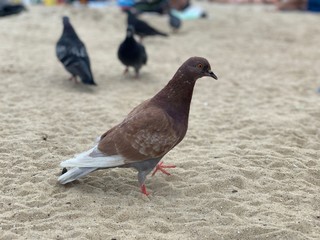 Doves on the beach by the sea. Birds on the Black Sea coast. The dove walks on the sand.