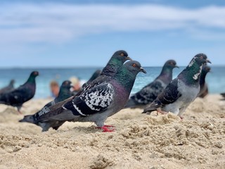Doves on the beach by the sea. Birds on the Black Sea coast. The dove walks on the sand.