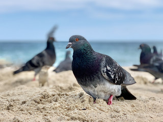 Doves on the beach by the sea. Birds on the Black Sea coast. The dove walks on the sand.