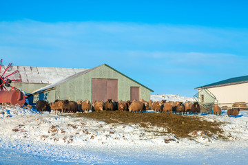 A flock of sheep grazes in front of the farm hangar in winter.