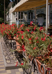 Fototapeta na wymiar flower bed on the summer terrace of the cafe