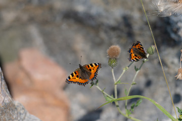 A closeup picture of two colorful small tortoiseshell butterflies on a green plant. Grey blurry background