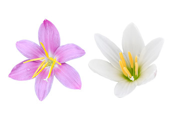 White and purple Crocus flower isolated on white background. Ornamental beautiful blooming garden plant.