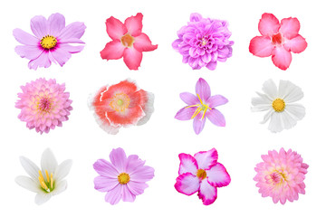 Fototapeta na wymiar Collection of different colorful flower (poppies, Dahlia, Cosmos, Crocus, Adenium) Isolated on white background with clipping path