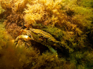 A closeup picture of a crab underwater. Picture from Oresund, Malmo in southern Sweden.