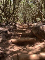 stairs in the forest of madeira island, levada do alecrim.