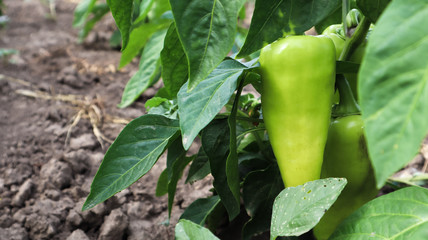 Green peppers grow in the garden. Growing bell pepper or capsicum. Unripe peppers in the garden.