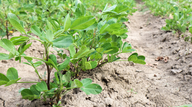Growing organic peanuts, outdoor peanut bushes grow in the ground in the vegetable garden. Peanut tree in agricultural plantations
