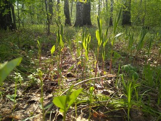 fresh green grass grows on the ground in the forest in spring