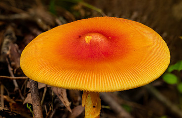 Large Yellow-orange Mushroom Glows in the Sunlight