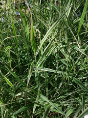 green grass of the green grass